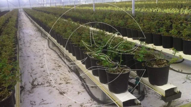 Bitki Taşıma Sistemi Yerden Destekli