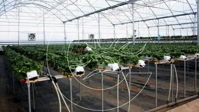 Çilek Sera Sistemleri