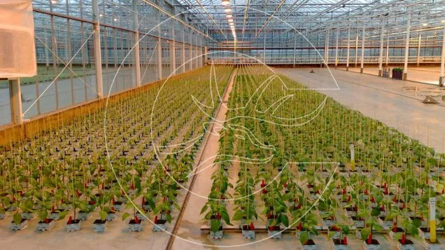 Fidelik Medcezir Sistemleri