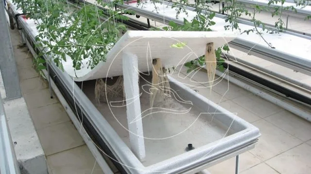 Hydroponic