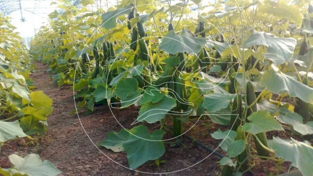 Topraklı Sera Sistemleri